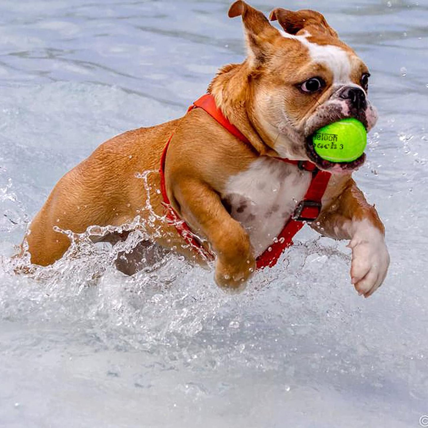 Pressure Training Tennis Balls-12 or 18 Count-Mesh Carry Bag,4 Colors Available,Pressureless Training Exercise Tennis Balls for Beginners.